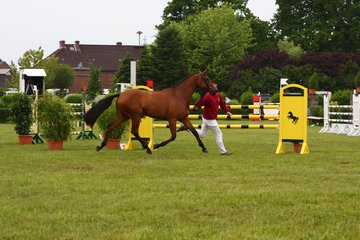Bild 47 - Elmshorn am 9.6.10